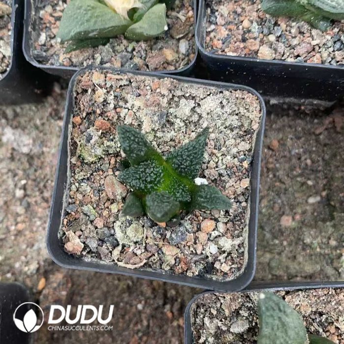 Ariocarpus fissuratus cv. Godzilla - Image 3