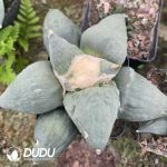 Ariocarpus-Retusus Scheidw