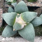 Ariocarpus-Retusus Scheidw - Image 2
