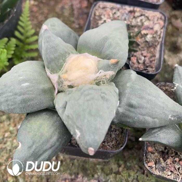 Ariocarpus-Retusus Scheidw - Image 3