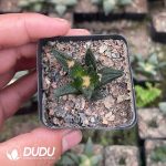 Ariocarpus-Bravoanus