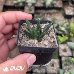 Ariocarpus-Bravoanus - Image 2