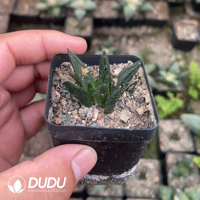 Ariocarpus-Bravoanus - Image 2