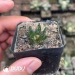 Ariocarpus-Scapharostrus - Image 3