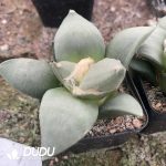 Ariocarpus-furfuraceus var.magnificus