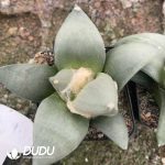 Ariocarpus-furfuraceus var.magnificus - Image 2