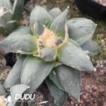 Ariocarpus-retusus v Frumdosus