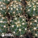 Melocactus-Broadwayi