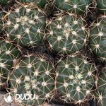 Melocactus-Broadwayi - Image 2