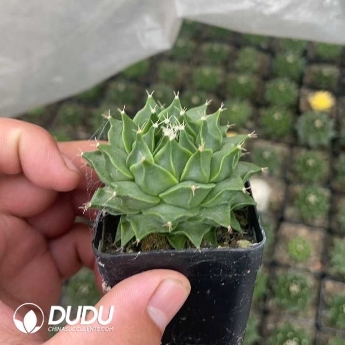 Obregonia-Denegrii - Image 2