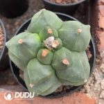 Astrophytum-myriostigma