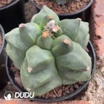 Astrophytum-myriostigma - Image 2