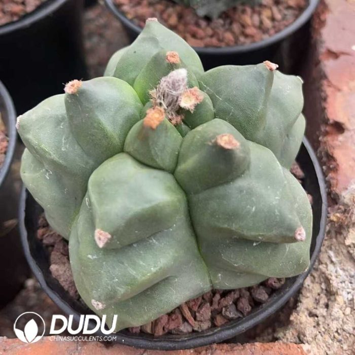 Astrophytum-myriostigma - Image 2