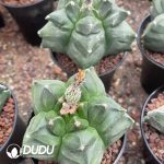 Astrophytum-myriostigma - Image 3