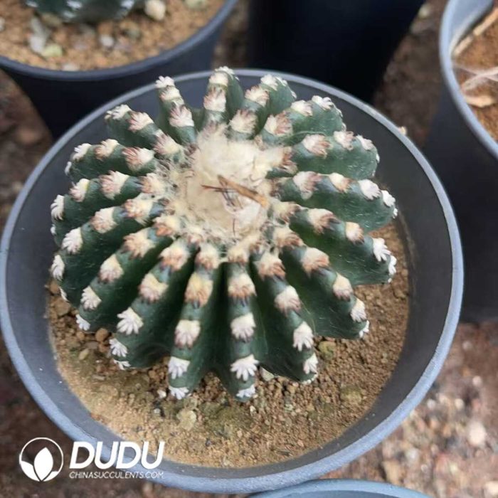 Discocactus-horstii - Image 2