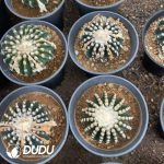 Discocactus-horstii - Image 3