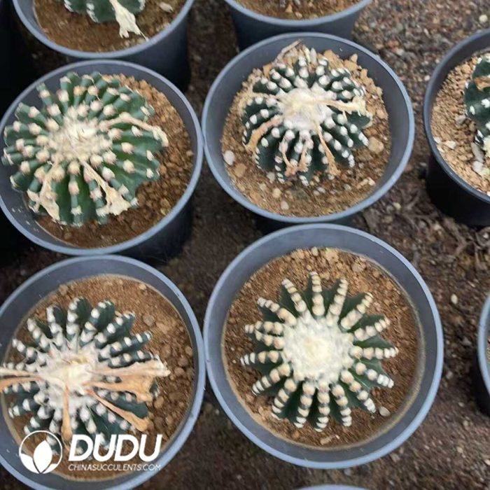 Discocactus-horstii - Image 3