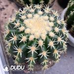 chinocactus grusonii var. intermedius