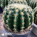 chinocactus grusonii var. intermedius - Image 2