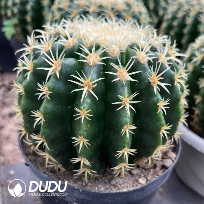 chinocactus grusonii var. intermedius - Image 2