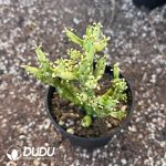 Euphorbia tirucalli - Image 2