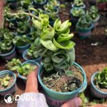 Hoya Kerrii Rotating