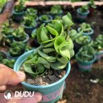 Hoya Kerrii Rotating - Image 2