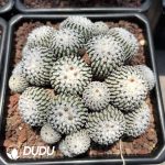 Turbinicarpus Pseudopectinatus Clustering