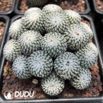 Turbinicarpus Pseudopectinatus Clustering - Image 2