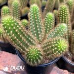 Cleistocactus Purple Crystal Clustering