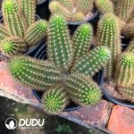 Cleistocactus Purple Crystal Clustering - Image 2