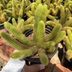 Cleistocactus Red Crystal Clustering
