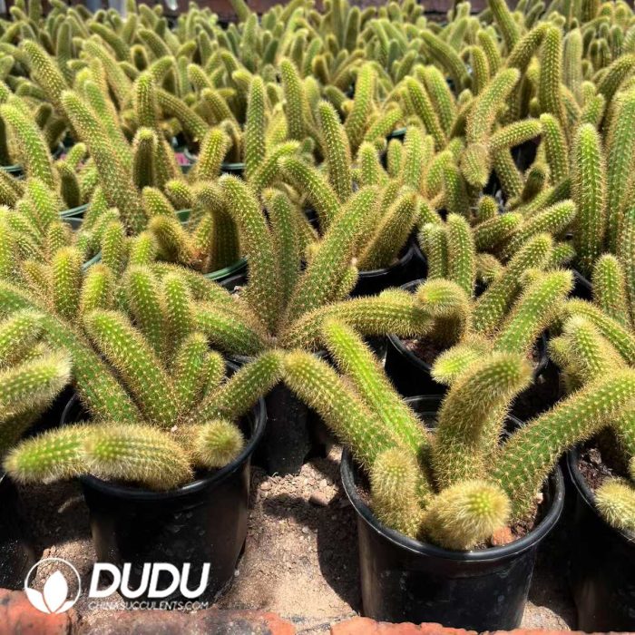 Cleistocactus Red Crystal Clustering - Image 2