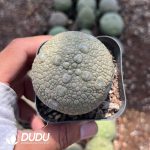 Asclepiadaceae Pseudolithos Migiurtinus