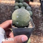 Asclepiadaceae Pseudolithos Migiurtinus - Image 2