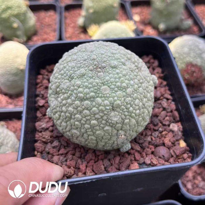 Asclepiadaceae Pseudolithos Migiurtinus - Image 2