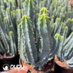 Myrtillocactus Geometrizans Clump Clustering