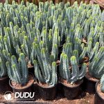 Myrtillocactus Geometrizans Clump Clustering - Image 2