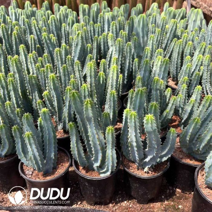 Myrtillocactus Geometrizans Clump Clustering - Image 2