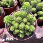 Lobivia Yellow Feather