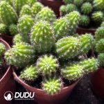 Lobivia Yellow Feather - Image 2