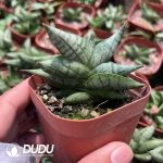 Sansevieria Dwarf Tree