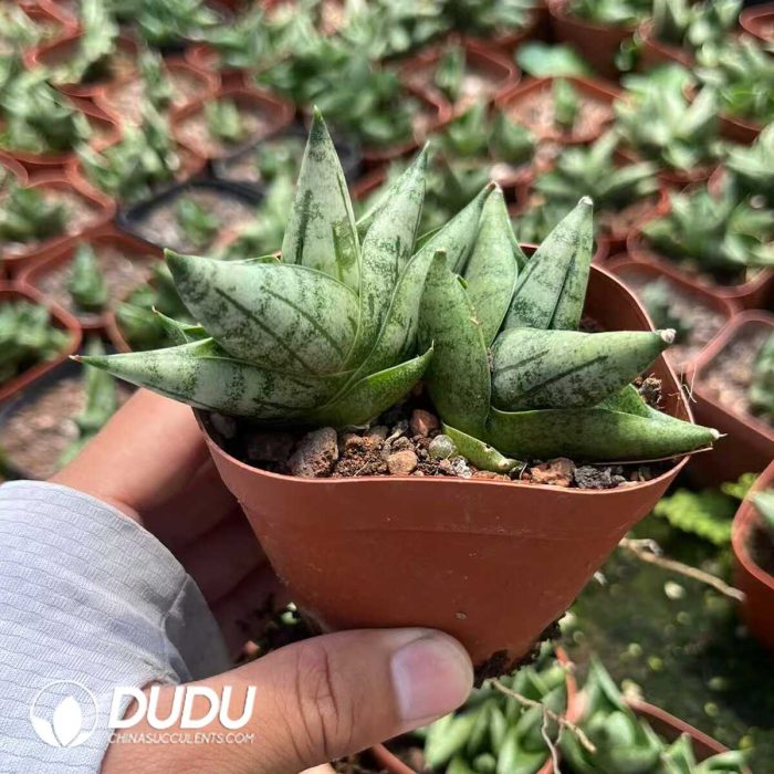 Sansevieria Dwarf Tree - Image 2