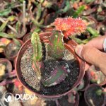 Hylocalycium Singulare Grafted