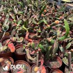 Hylocalycium Singulare Grafted - Image 2