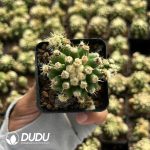 Echinocactus Grusonii F. Monstruosus