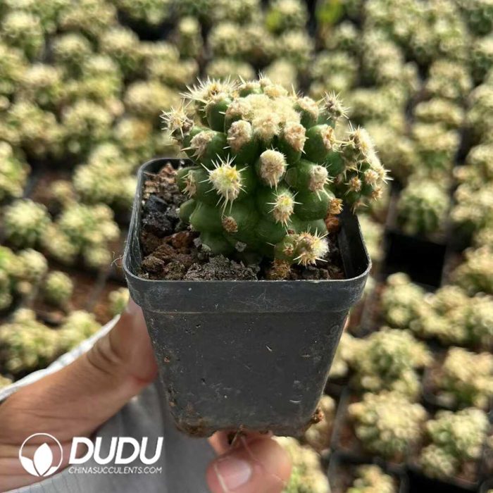 Echinocactus Grusonii F. Monstruosus - Image 2