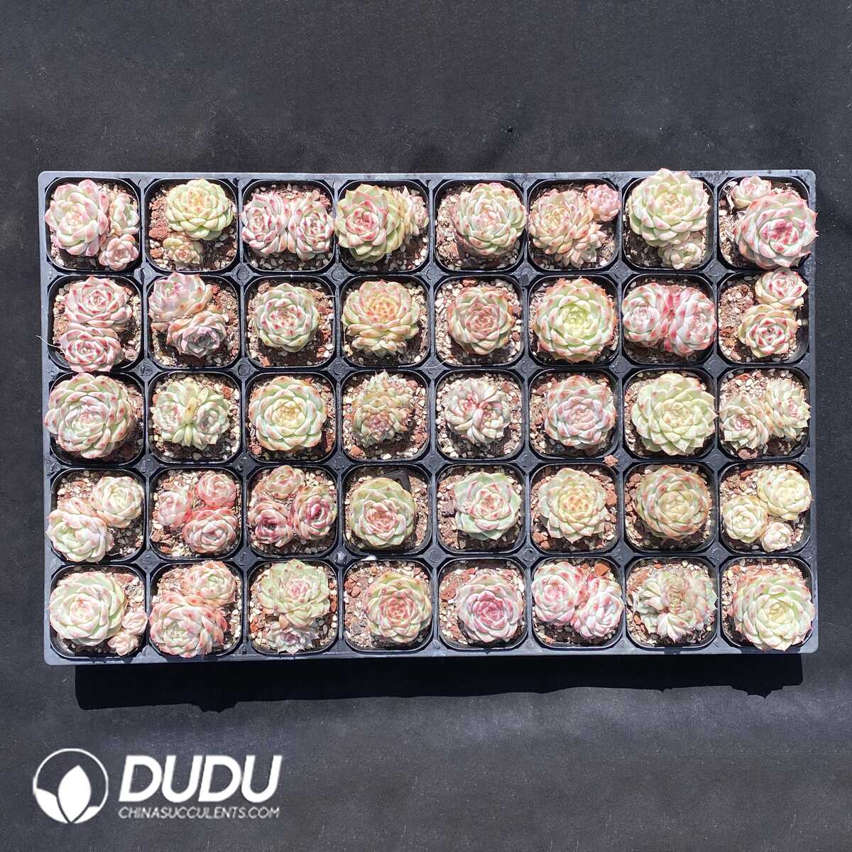 1750385285-e201.jpg Echeveria DUDU Collection AA4 - Image 1