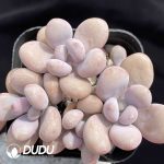 Graptopetalum amethystinum Clustering(Four Heads)