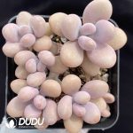 Graptopetalum amethystinum Clustering(Five Heads)